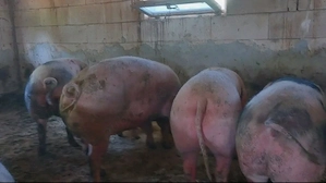 Scroafe de carne pt sacrificat 230-260 kg - imagine 3