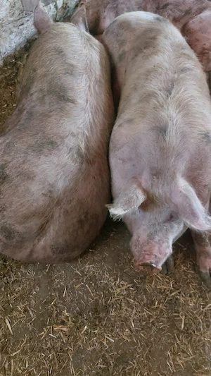 Porci de carne greutatea 250+