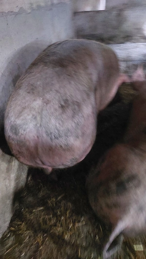 Porci de carne greutatea 250+ - imagine 2
