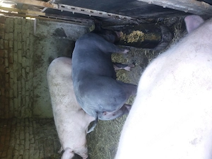 Vand porci 100  120kg - imagine 2