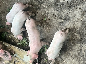 Porci de vânzare