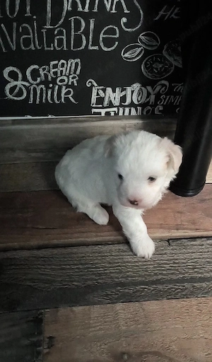 bichon Maltez fetite - imagine 3
