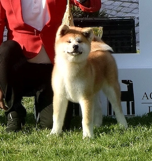 Pui Akita inu femela, părinți multipli campioni - imagine 2