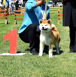Pui Akita inu femela, părinți multipli campioni - imagine 3