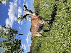 Capra cu iadă lângă ea!