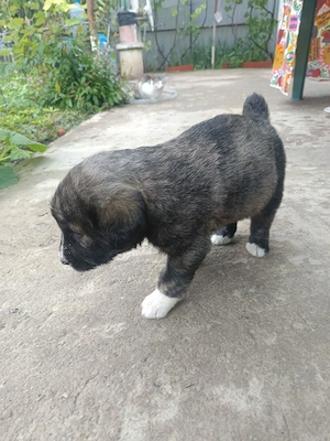 ciobanesc    fata baiat 
