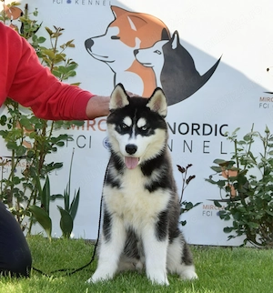 Pui Husky Siberian, părinți multipli campioni.  - imagine 3