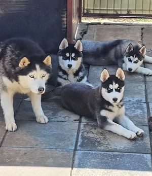 Pui Husky Siberian, părinți multipli campioni.  - imagine 4