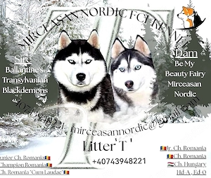 Pui Husky Siberian, părinți multipli campioni.  - imagine 5