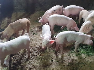 Frumoși de 7 săptămânii 