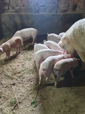 Frumoși de 7 săptămânii  - imagine 3