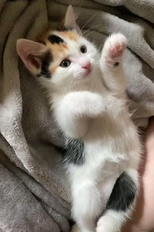 Calico fetita  - imagine 4