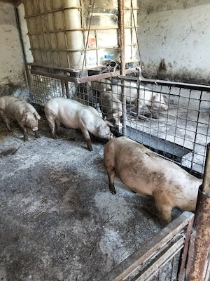vand porci rasa 80 kg - imagine 4