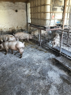 vand porci rasa 80 kg