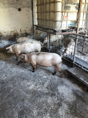 vand porci rasa 80 kg - imagine 2