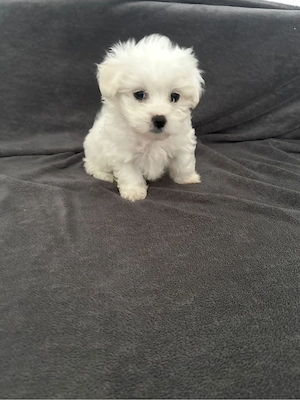 Puiuti de bichon maltez mini toy 