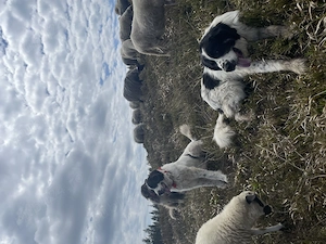 Femela ciobănesc de Bucovina 