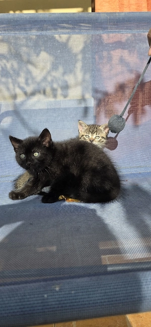 Adoptii pisoiași  - imagine 4