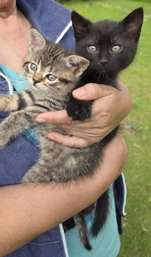 Adoptii pisoiași  - imagine 2