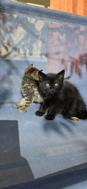 Adoptii pisoiași  - imagine 3