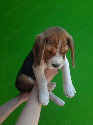 Catel beagle - imagine 2