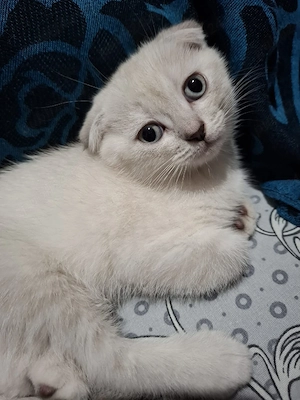Vând british shorthair white silver chinchilla  - imagine 5