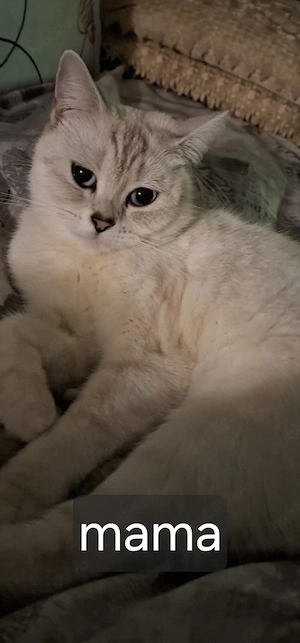 Vând british shorthair white silver chinchilla  - imagine 4