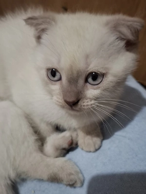 Vând british shorthair white silver chinchilla  - imagine 2