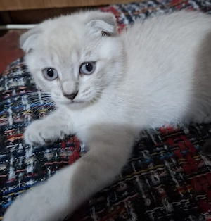 Vând british shorthair white silver chinchilla 