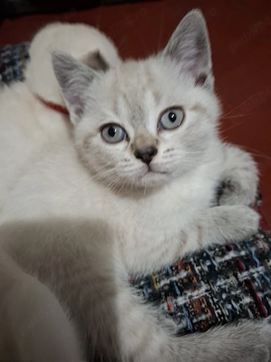 Vând british shorthair white silver chinchilla  - imagine 3