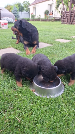 Pui rottweiler  - imagine 4