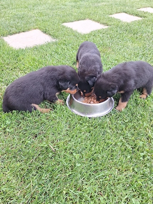 Pui rottweiler  - imagine 3