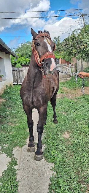 vand manza de 1 ani si 1 luna