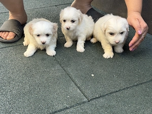 Vând bichon  - imagine 3