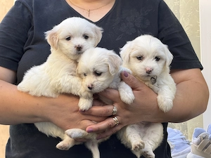 Vând bichon 