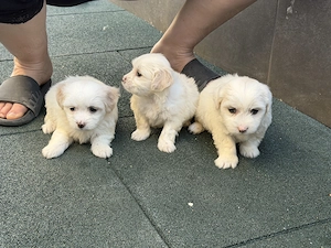 Vând bichon  - imagine 5