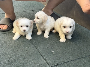 Vând bichon  - imagine 4