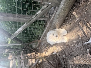 Bichon maltez vârsta 4 luni 