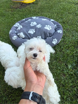 vand bichon  - imagine 3