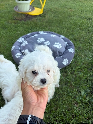 vand bichon  - imagine 2