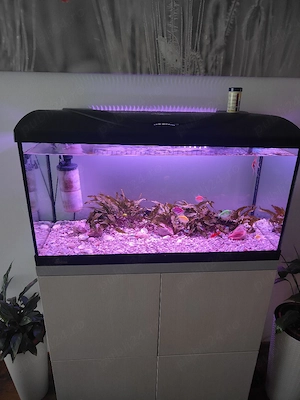 Vând acvariu cu aparatura ,plante si pestii. - imagine 3