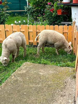 Vând miei rasa Texel - imagine 3
