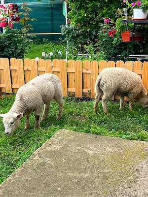 Vând miei rasa Texel - imagine 2