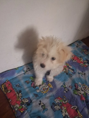 vand cățel bishon de talie mica 