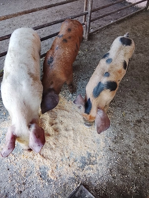 vând trei purcei de 10 săptămâni  - imagine 4