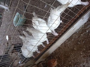 Vand curcani si cocosi rasa mixta pentru sacrificat
