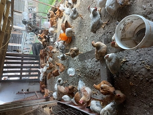Vand curcani si cocosi rasa mixta pentru sacrificat - imagine 4