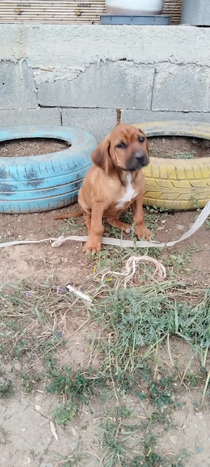 Vând pui de Rhodesian 