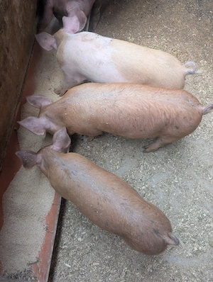 Purcei de carne de 10 săptămâni 