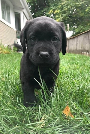Labrador Retriever  - imagine 2